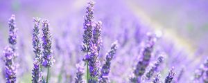 lavanda